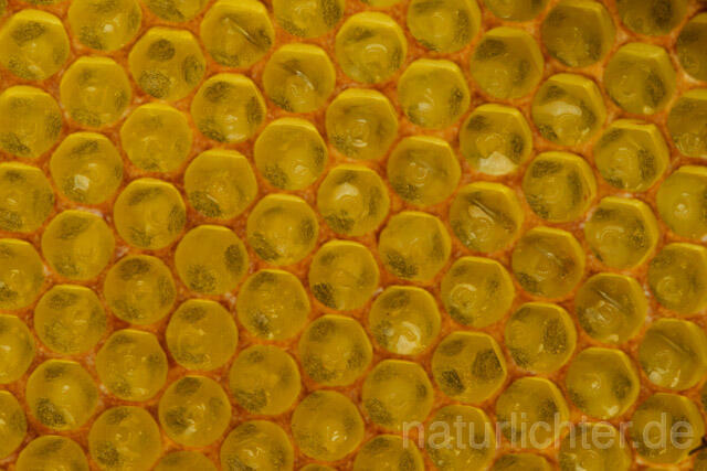 R9626 Bienenwabe mit Larven, Honeycomb with larva - Christoph Robiller