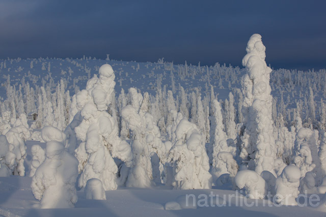 R10000 Riisitunturi im Winter, Finnland, Kuusamo - Christoph Robiller