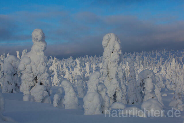 R10001 Riisitunturi im Winter, Finnland, Kuusamo - Christoph Robiller