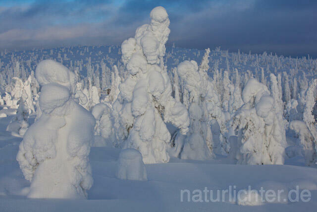 R10003 Riisitunturi im Winter, Finnland, Kuusamo - Christoph Robiller
