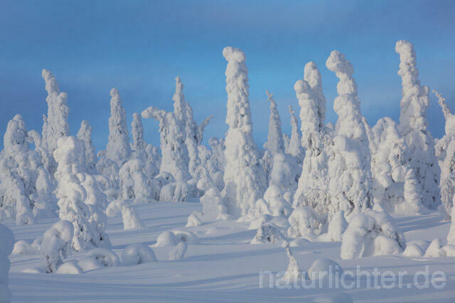 R10004 Riisitunturi im Winter, Finnland, Kuusamo - Christoph Robiller
