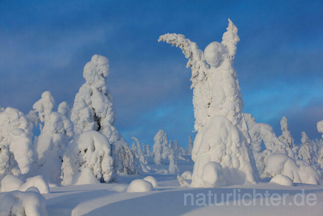 R10005 Riisitunturi im Winter, Finnland, Kuusamo - Christoph Robiller