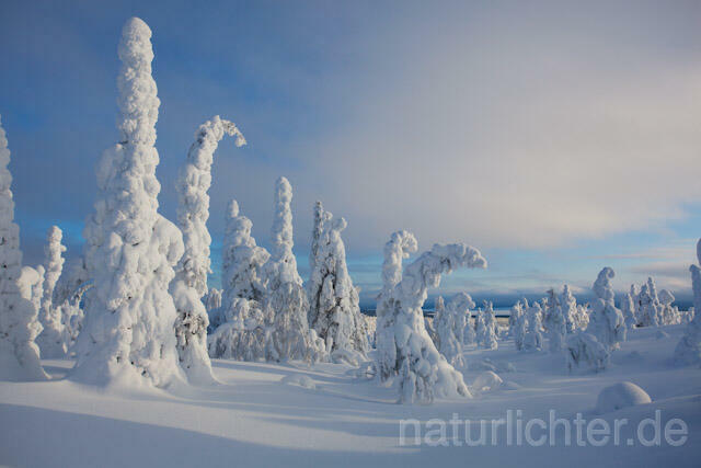 R10007 Riisitunturi im Winter, Finnland, Kuusamo - Christoph Robiller