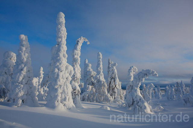 R10008 Riisitunturi im Winter, Finnland, Kuusamo - Christoph Robiller