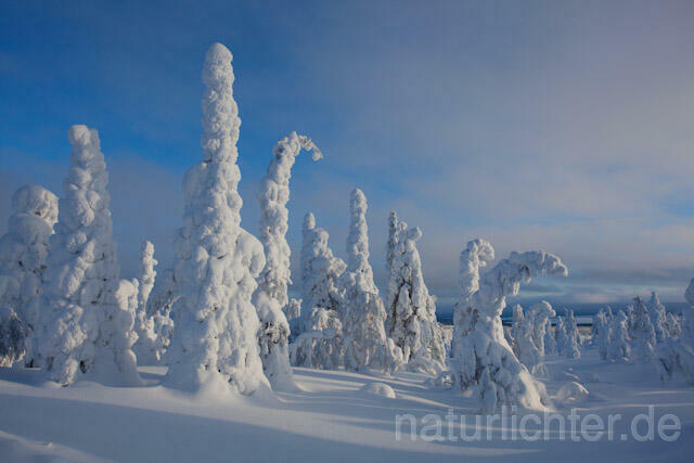 R10008 Riisitunturi im Winter, Finnland, Kuusamo - Christoph Robiller