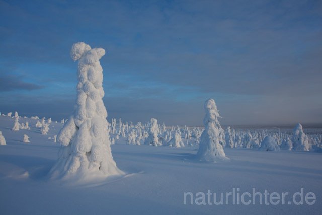 R10017 Riisitunturi im Winter, Finnland, Kuusamo - Christoph Robiller
