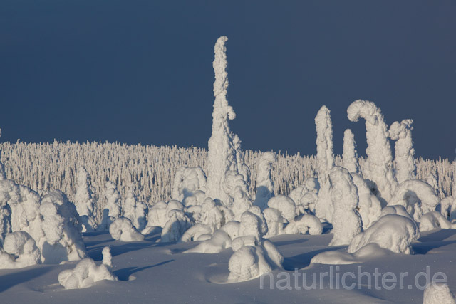 R10031 Riisitunturi im Winter, Finnland, Kuusamo - Christoph Robiller