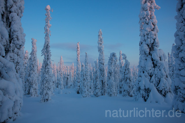 R10063 Riisitunturi im Winter, Finnland, Kuusamo - Christoph Robiller