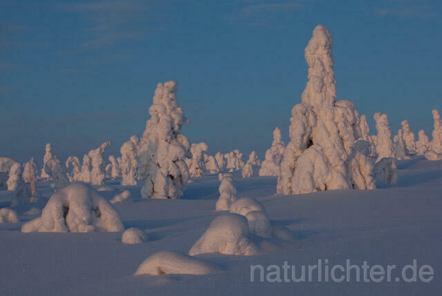 R10074 Riisitunturi im Winter, Finnland, Kuusamo - Christoph Robiller