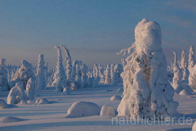 R10081 Riisitunturi im Winter, Finnland, Kuusamo - Christoph Robiller