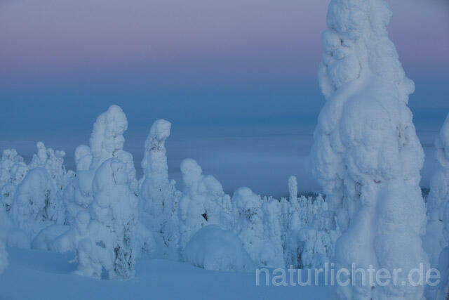 R10129 Rukatunturi im Winter, Finnland, Kuusamo - Christoph Robiller