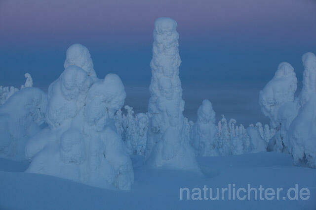 R10131 Rukatunturi im Winter, Finnland, Kuusamo - Christoph Robiller