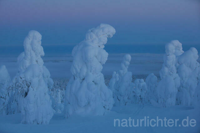 R10132 Rukatunturi im Winter, Finnland, Kuusamo - Christoph Robiller