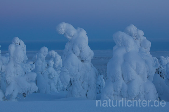 R10133 Rukatunturi im Winter, Finnland, Kuusamo - Christoph Robiller