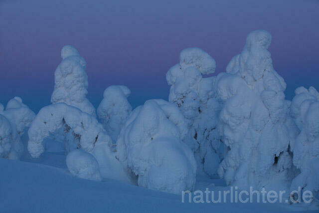 R10134 Rukatunturi im Winter, Finnland, Kuusamo - Christoph Robiller