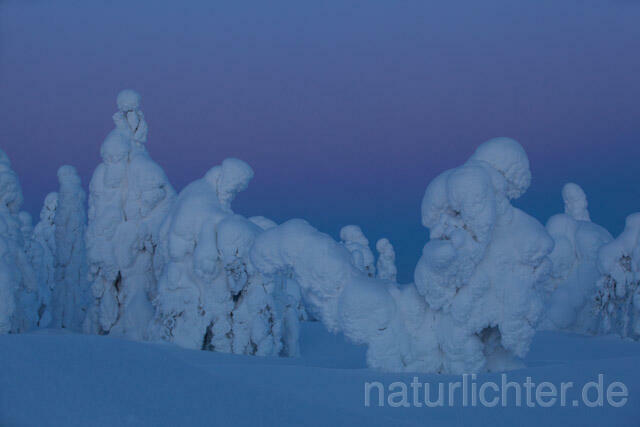 R10136 Rukatunturi im Winter, Finnland, Kuusamo - Christoph Robiller
