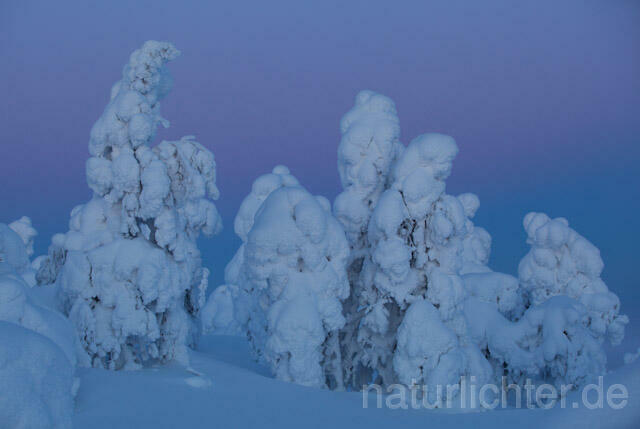 R10137 Rukatunturi im Winter, Finnland, Kuusamo - Christoph Robiller