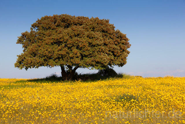 R10430 Blumenwiese und Steineiche,  Holm Oak at flower meadow - Christoph Robiller