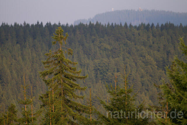 R10679 Thüringer Wald, Blick auf Hohe Warte, Elgersburg - Christoph Robiller