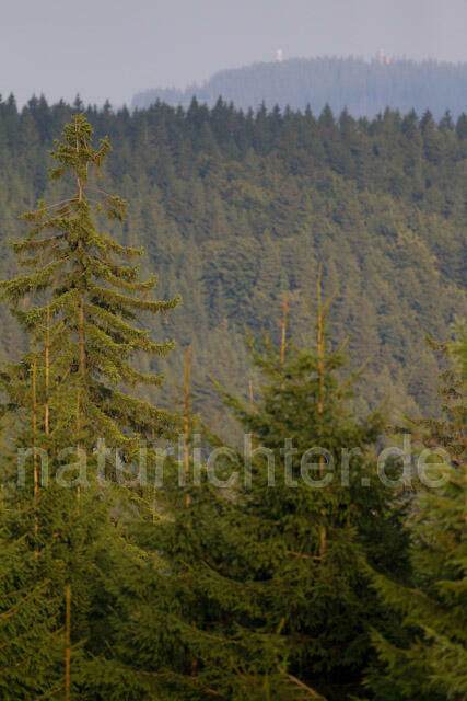 R10680 Thüringer Wald, Blick auf Hohe Warte, Elgersburg - Christoph Robiller