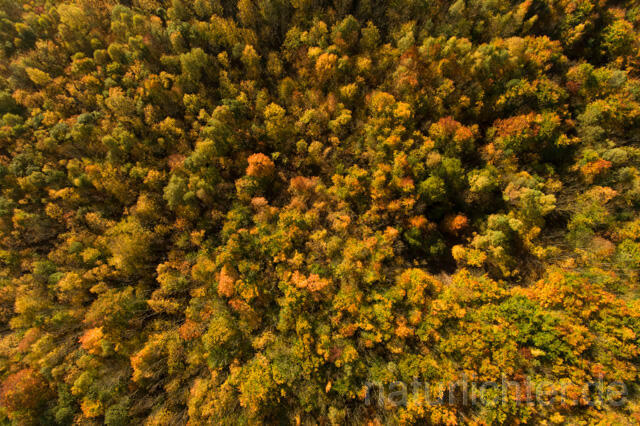 R11950 Nationalpark Hainich, Luftaufnahme - Christoph Robiller