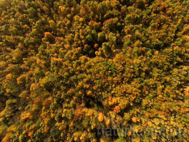 R11951 Nationalpark Hainich, Luftaufnahme - Christoph Robiller