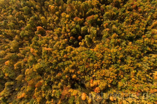 R11952 Nationalpark Hainich, Luftaufnahme - Christoph Robiller