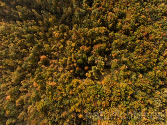 R11953 Nationalpark Hainich, Luftaufnahme - Christoph Robiller