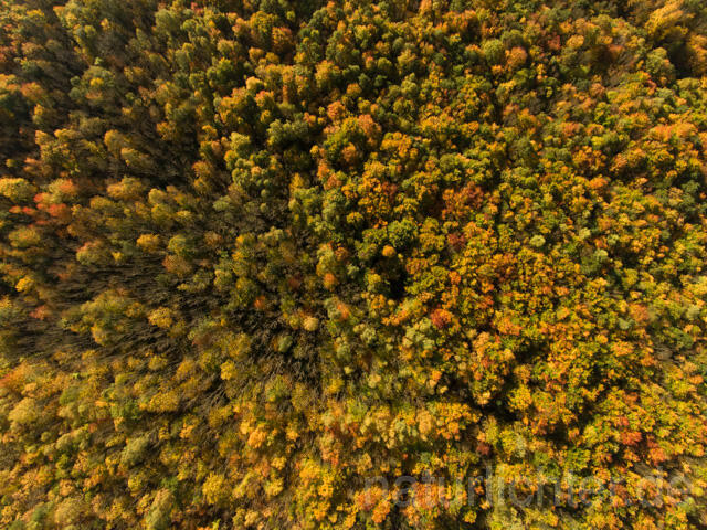 R11955 Nationalpark Hainich, Luftaufnahme - Christoph Robiller