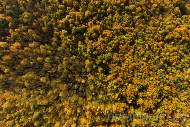 R11956 Nationalpark Hainich, Luftaufnahme - Christoph Robiller