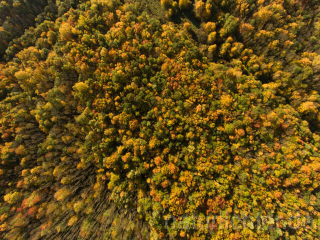 R11957 Nationalpark Hainich, Luftaufnahme - Christoph Robiller