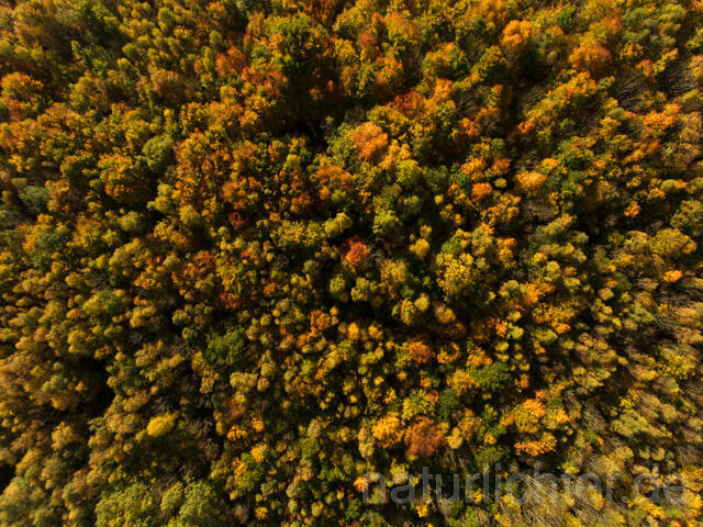 R11965 Nationalpark Hainich, Luftaufnahme - Christoph Robiller