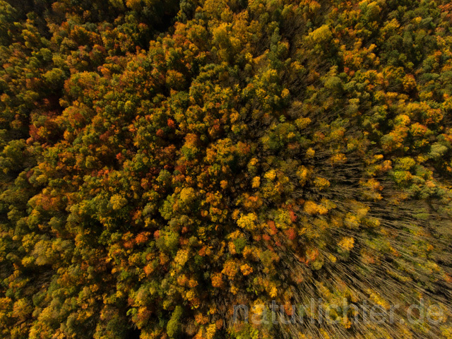 R11966 Nationalpark Hainich, Luftaufnahme - Christoph Robiller