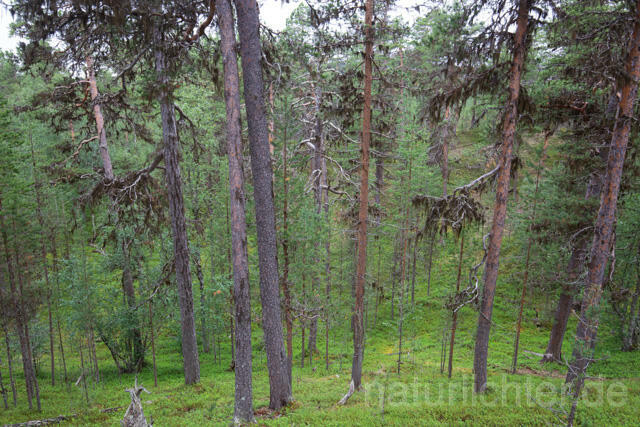 R12194 Lemmenjoki-Nationalpark - Christoph Robiller