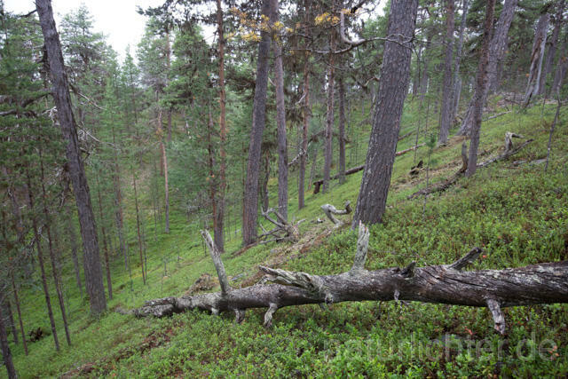 R12196 Lemmenjoki-Nationalpark - Christoph Robiller