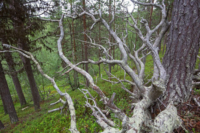 R12198 Lemmenjoki-Nationalpark - Christoph Robiller