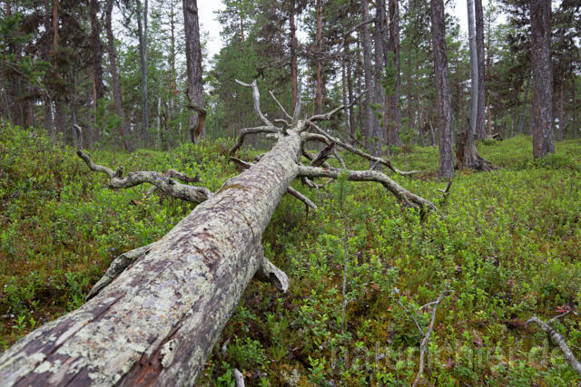 R12200 Lemmenjoki-Nationalpark - Christoph Robiller