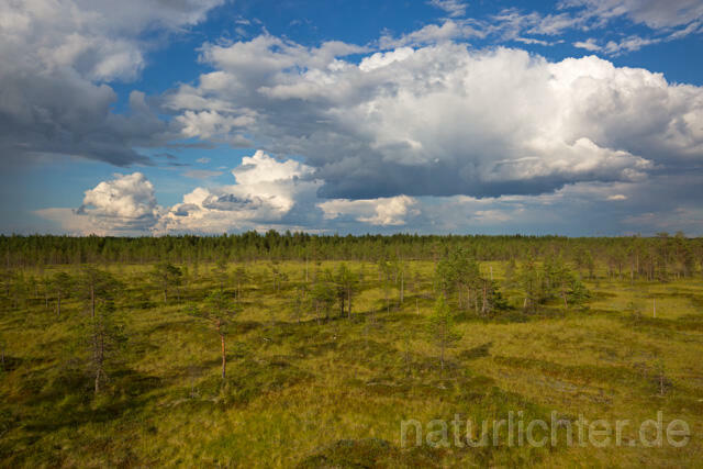 R12278 Moorlandschaft Mittel-Finnland, Swamp Finland - Christoph Robiller