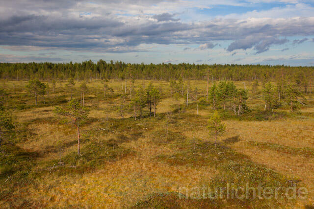 R7889 Moorlandschaft Mittel-Finnland, Swamp Finland - Christoph Robiller