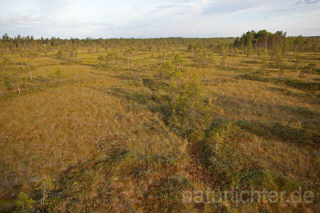 R7913 Moorlandschaft Mittel-Finnland, Swamp Finland - Christoph Robiller