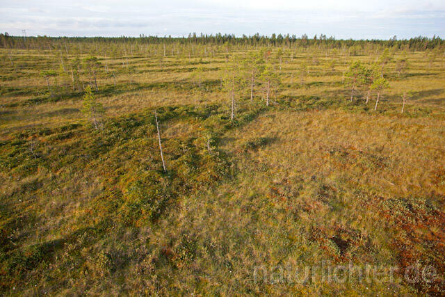 R7914 Moorlandschaft Mittel-Finnland, Swamp Finland - Christoph Robiller