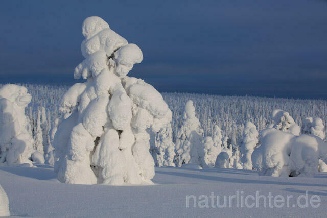 R9996 Riisitunturi im Winter, Finnland, Kuusamo - Christoph Robiller