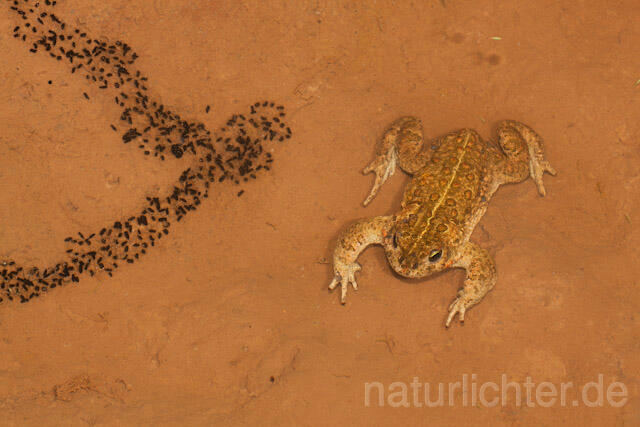 R10473 Kreuzkröte, Alttier u. frisch geschlüpfte Larven, Natterjack Toad, Larva