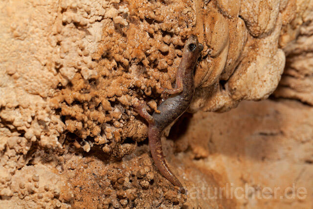 R10485 Sardischer Höhlensalamander, Genés Höhlensalamander, Speleomantes genei, Sardinian Cave Salamander - Christoph Robiller
