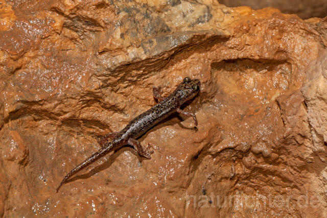 R10493 Sardischer Höhlensalamander, Genés Höhlensalamander, Speleomantes genei, Sardinian Cave Salamander - Christoph Robiller