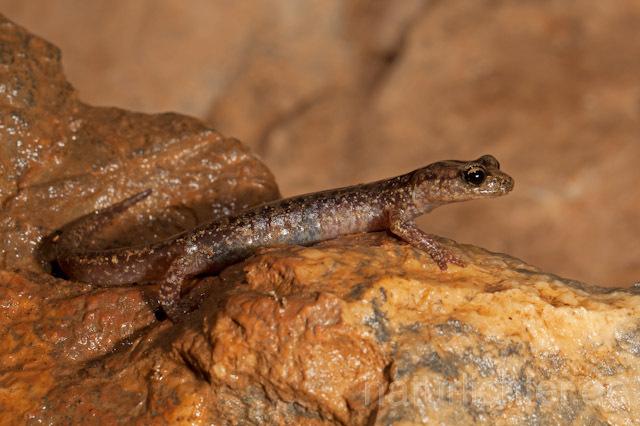 R10494 Sardischer Höhlensalamander, Genés Höhlensalamander, Speleomantes genei, Sardinian Cave Salamander - Christoph Robiller