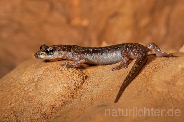 R10499 Sardischer Höhlensalamander, Genés Höhlensalamander, Speleomantes genei, Sardinian Cave Salamander - Christoph Robiller
