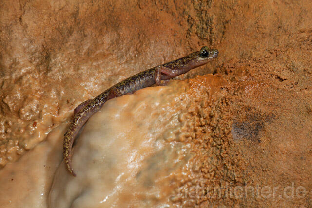 R10519 Duftender Höhlensalamander, Speleomantes imperialis, Imperial Cave Salamander - Christoph Robiller