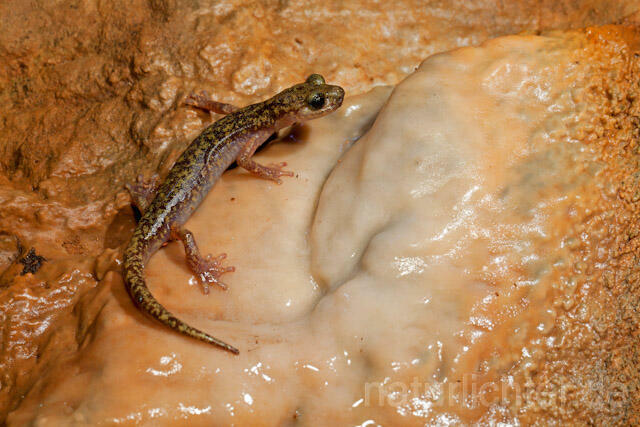 R10520 Duftender Höhlensalamander, Speleomantes imperialis, Imperial Cave Salamander - Christoph Robiller