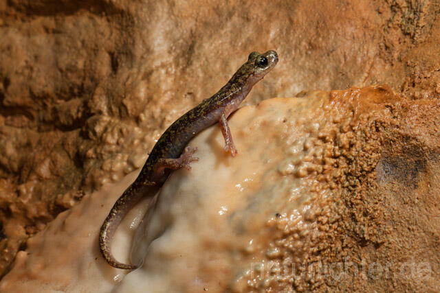 R10523 Duftender Höhlensalamander, Speleomantes imperialis, Imperial Cave Salamander - Christoph Robiller